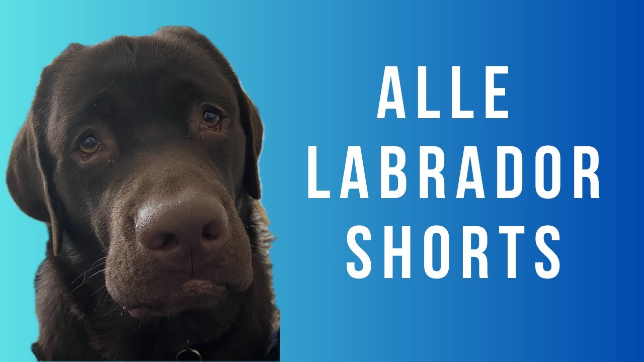 Die besten Labrador Shorts als Video! #labrador #dog #momacamp